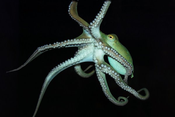 Kraken ссылка krakens13 at
